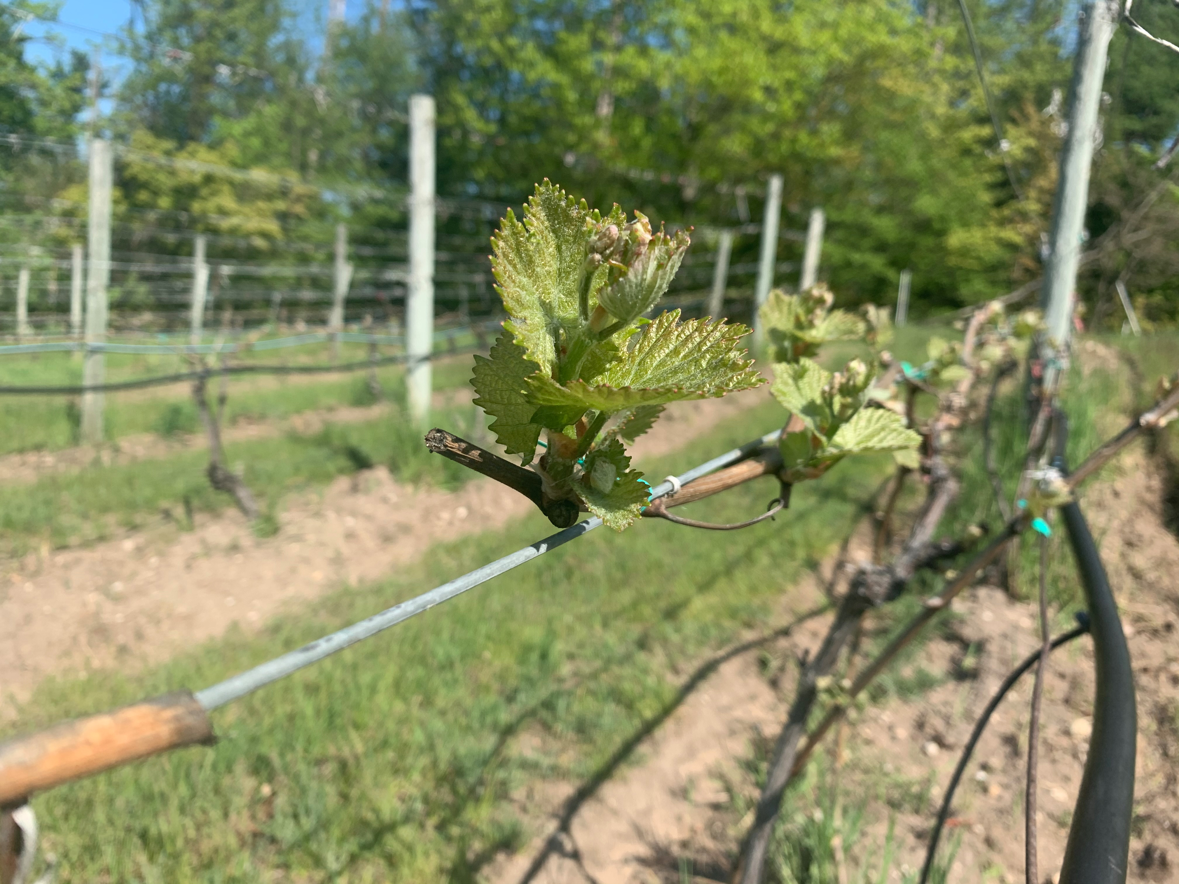 Vitis Vinifera grapes